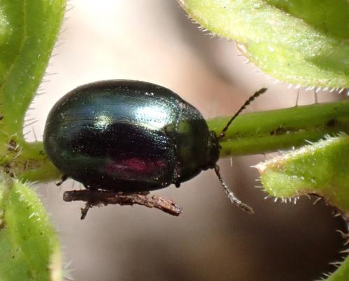 Réf. 317 857 : Phaedon tumidulus